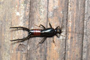Earwigs control services