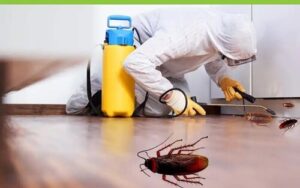 Cockroaches control local services