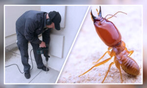 termites control services